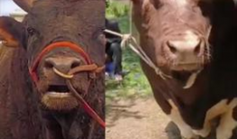 牛的视频,温馨农场生活剪影